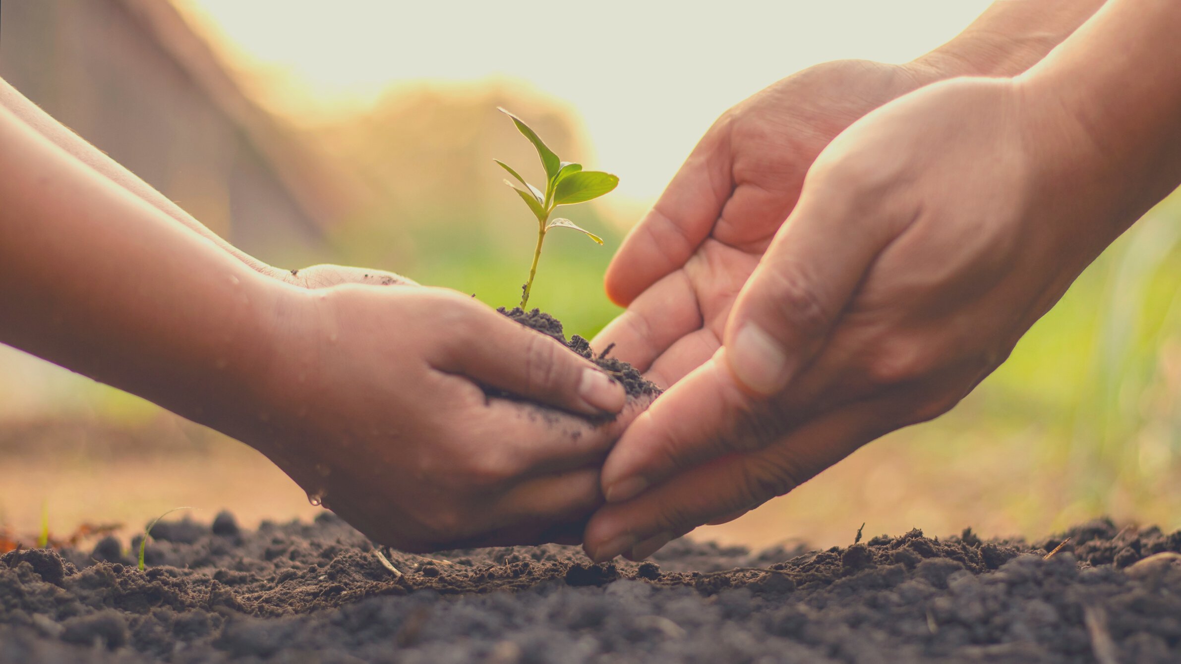 Child and Adult Planting a Sprout